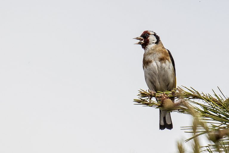 Carduelis carduelis - Jilguero