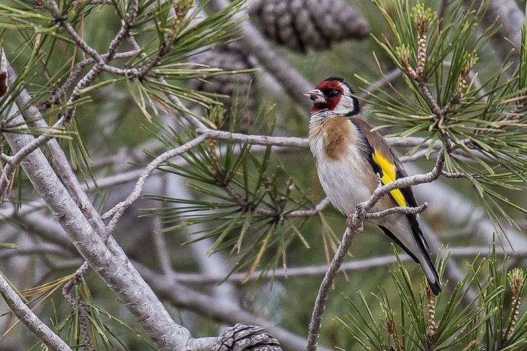 Carduelis carduelis - Jilguero