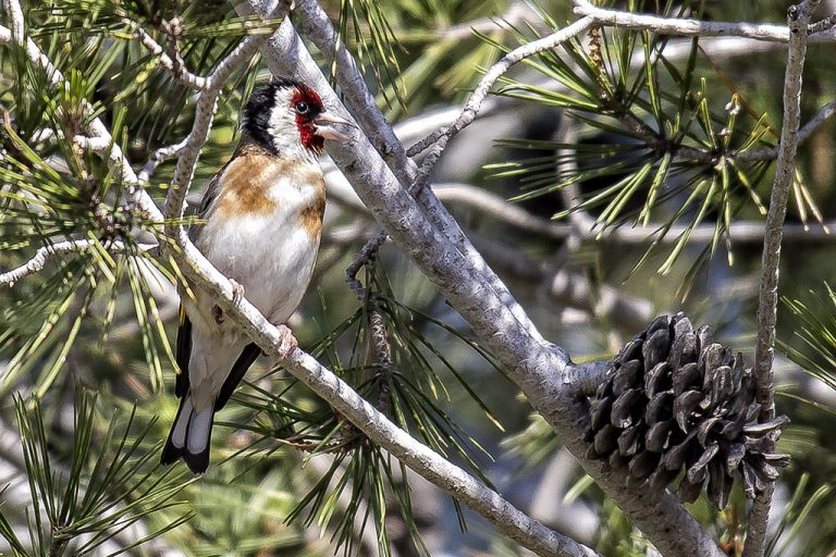 Carduelis carduelis - Jilguero