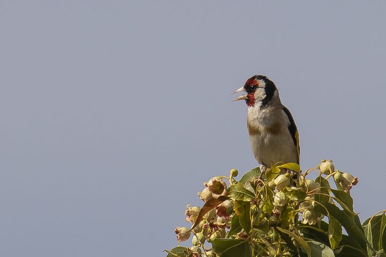 Carduelis carduelis - Jilguero