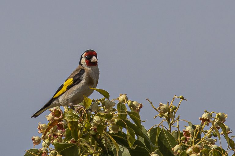 Carduelis carduelis - Jilguero