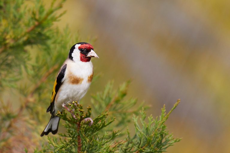 Carduelis carduelis - Jilguero