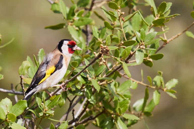 Carduelis carduelis - Jilguero