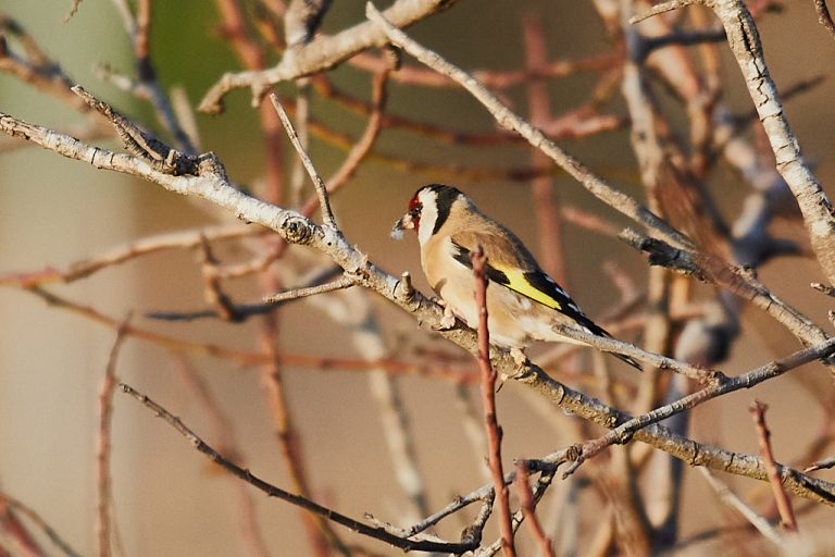 Carduelis carduelis - Jilguero