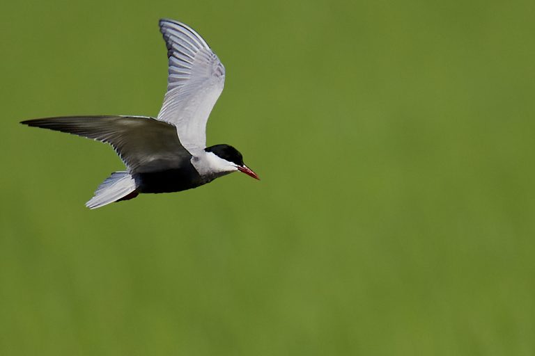 Charadriiformes