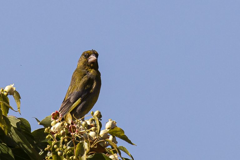 Chloris chloris - Verderón común