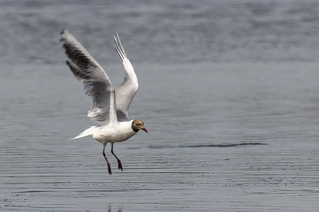 Chroicocephalus ridibundus - Gaviota reidora