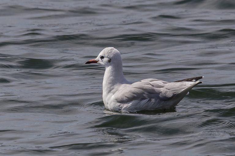 Chroicocephalus - Gaviota reidora