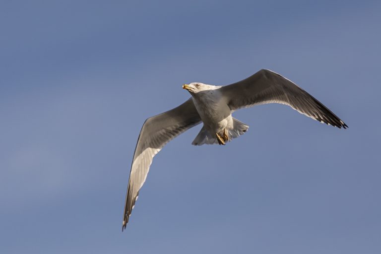 Chroicocephalus - Gaviota reidora