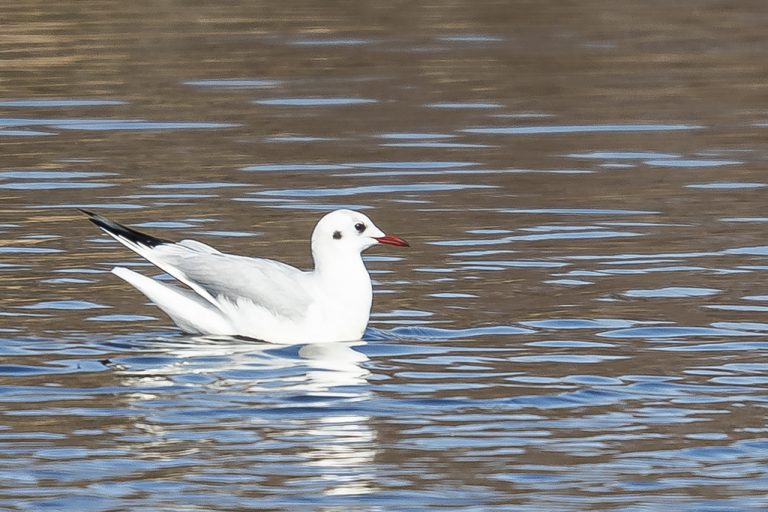 Chroicocephalus ridibundus - Gaviota reidora