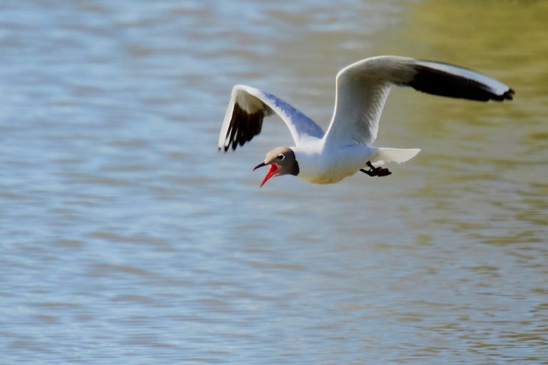 Chroicocephalus ridibundus - Gaviota reidora