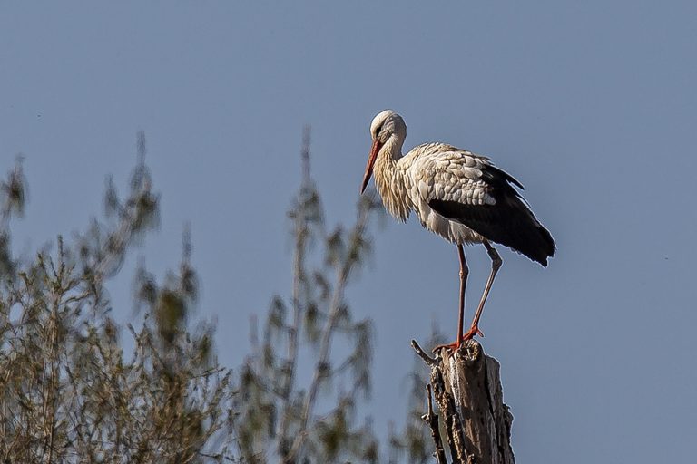 Ciconia ciconia - Cigüeña blanca