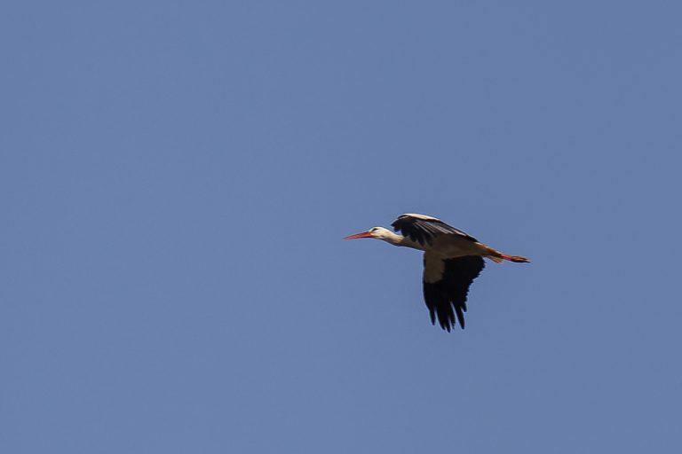 Ciconia ciconia - Cigüeña blanca