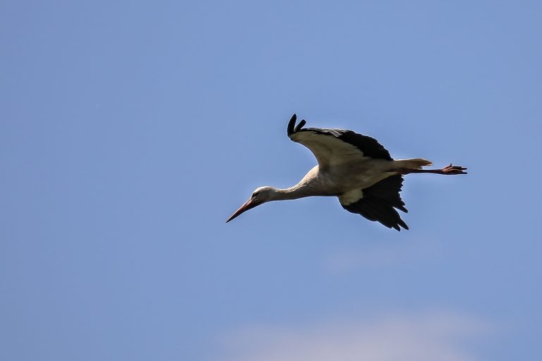 Ciconia ciconia - Cigüeña blanca