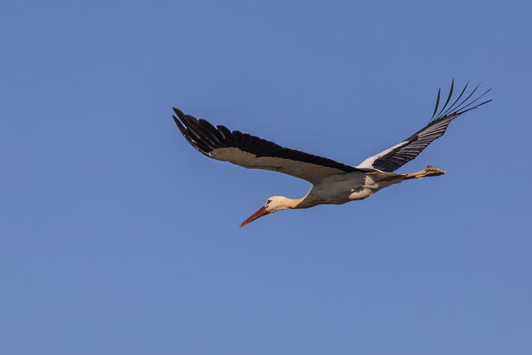 Ciconia ciconia - Cigüeña blanca