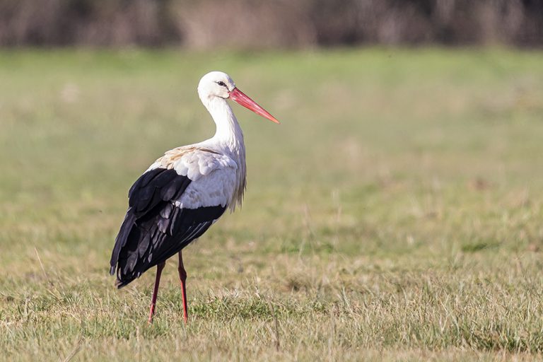 Ciconia ciconia - Cigüeña blanca