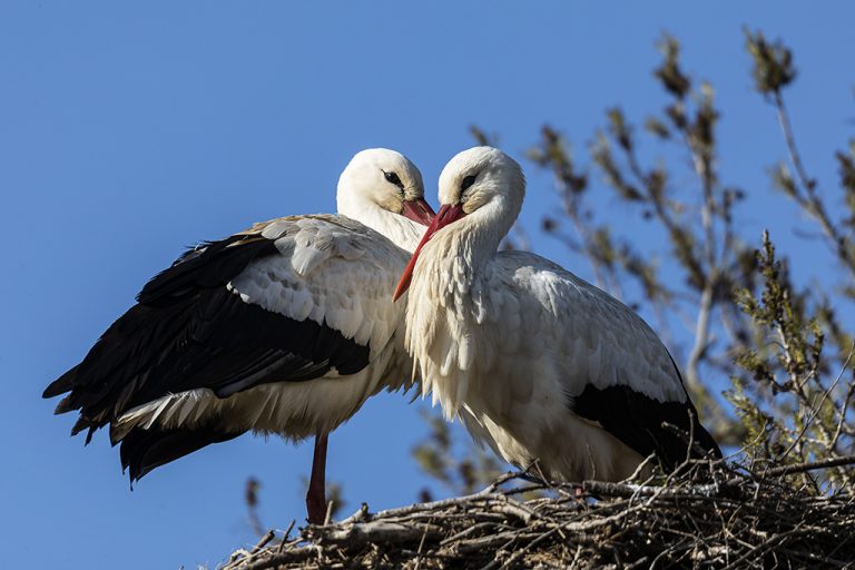 Ciconia ciconia - Cigüeña blanca