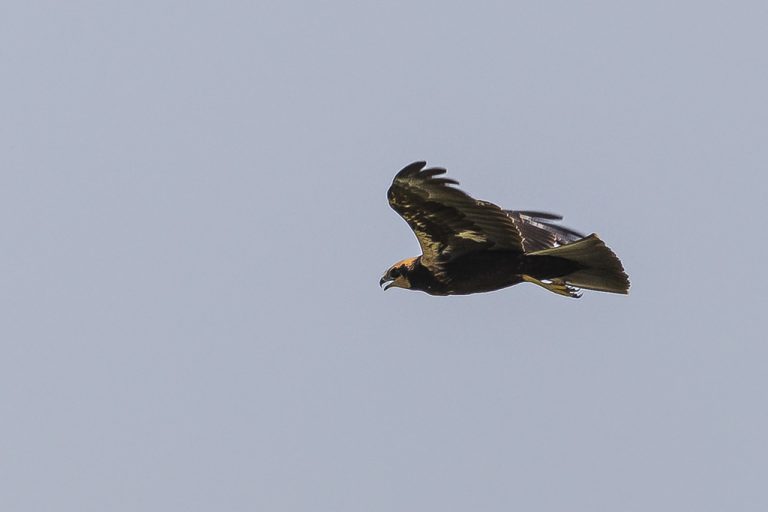 Circus aeruginosus - Aguilucho lagunero