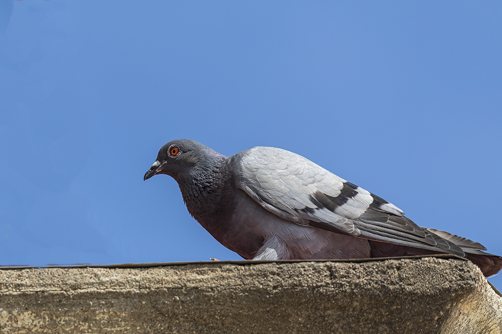 Columba livia - Paloma bravía