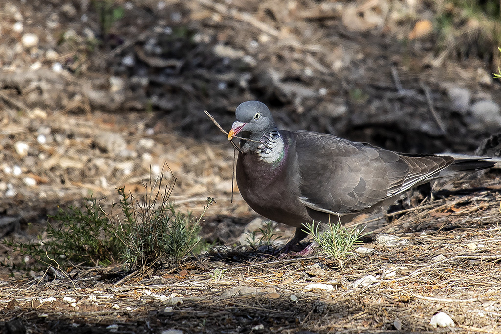 Columba palumbus - Paloma torcaz