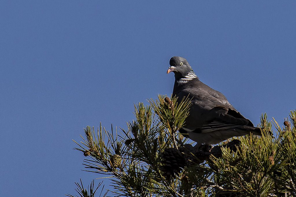 Columba palumbus - Paloma torcaz