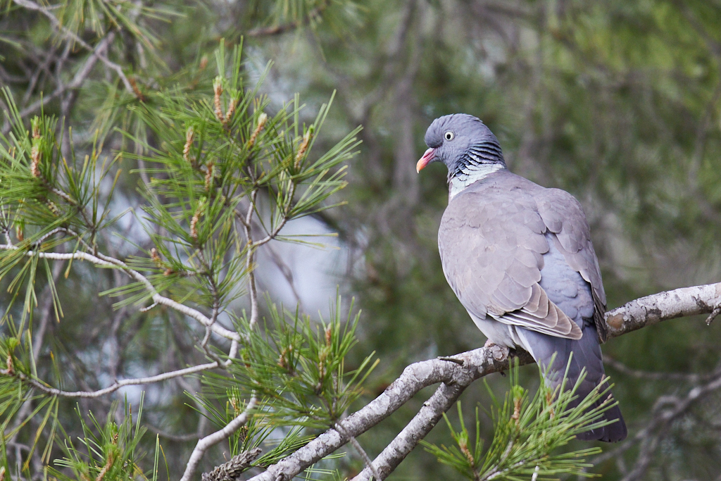 Columba palumbus - Paloma torcaz