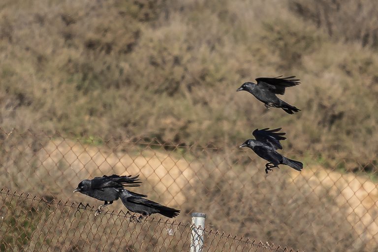 Corvus monedula - Grajilla occidental