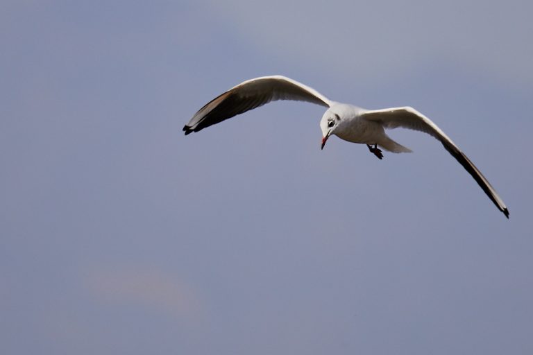 Chroicocephalus ridibundus - Gaviota reidora