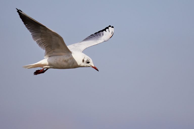 Chroicocephalus ridibundus - Gaviota reidora