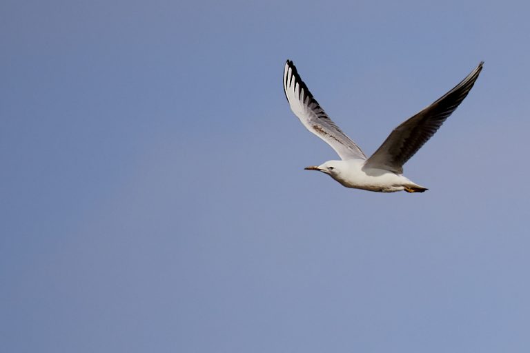 Chroicocephalus ridibundus - Gaviota reidora