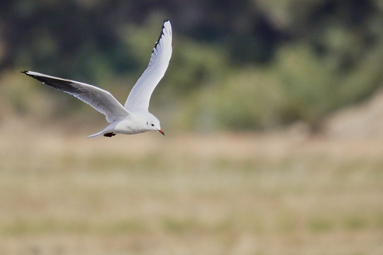 Chroicocephalus ridibundus - Gaviota reidora