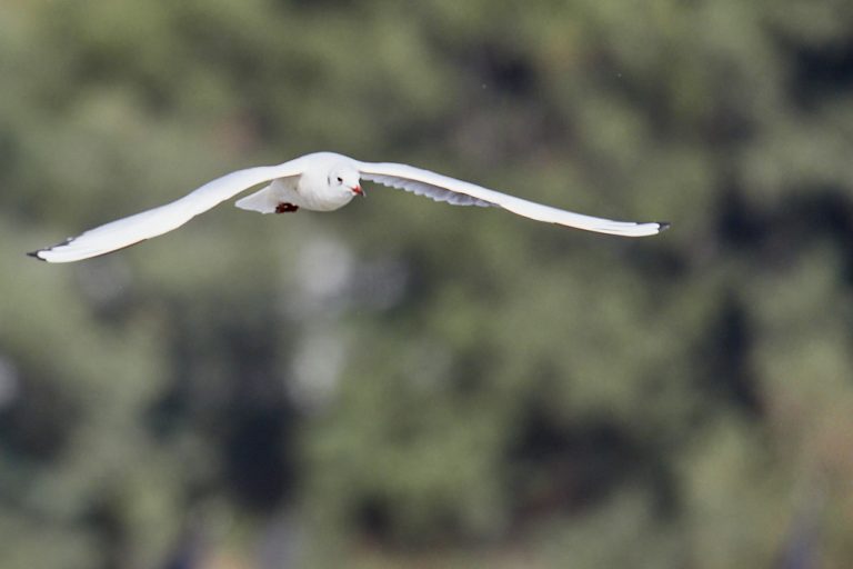 Chroicocephalus ridibundus - Gaviota reidora