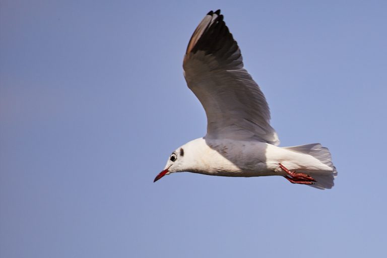 Chroicocephalus ridibundus - Gaviota reidora