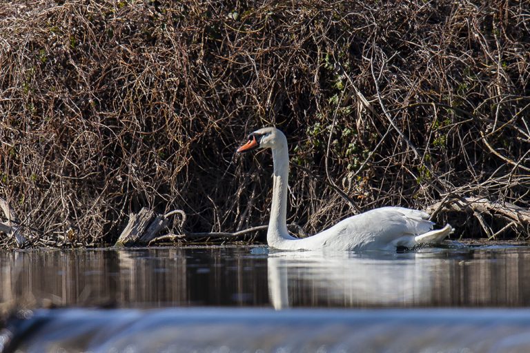 Cygnus olor - Cisne vulgar