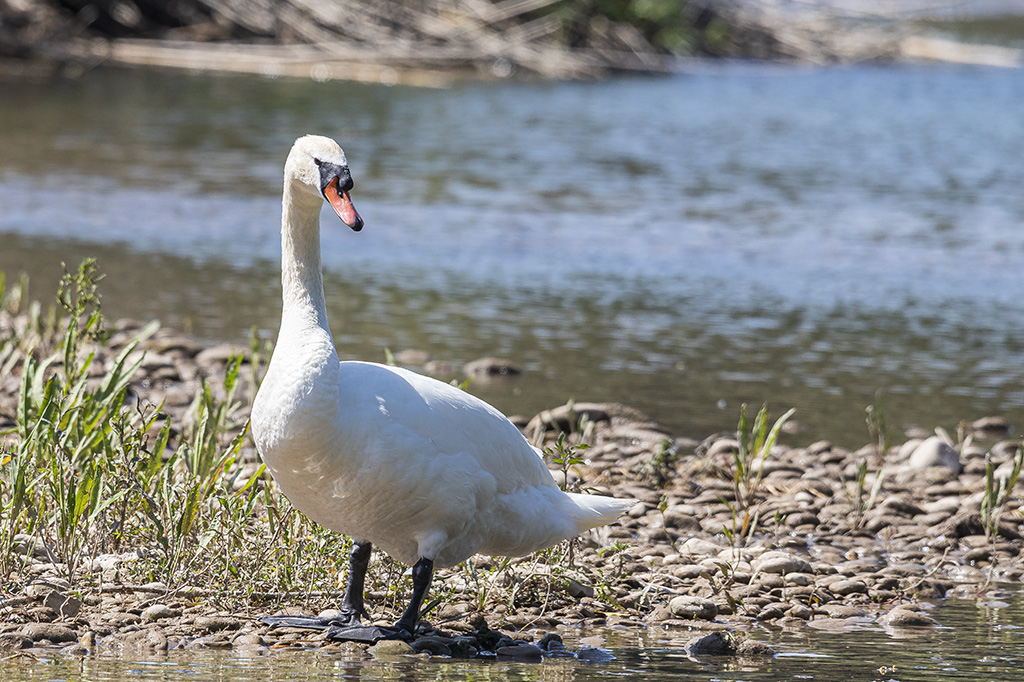 Cygnus olor - Cisne vulgar