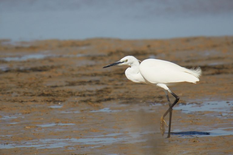 Egretta garzetta - Garceta común