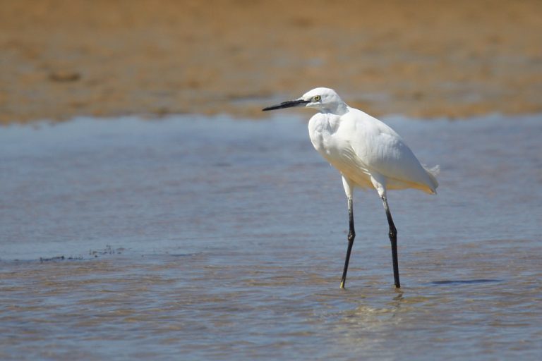 Egretta garzetta - Garceta común