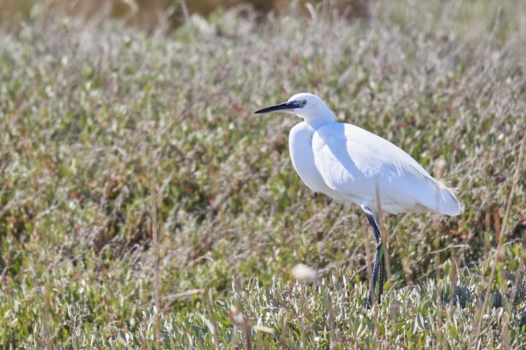 Egretta garzetta - Garceta común