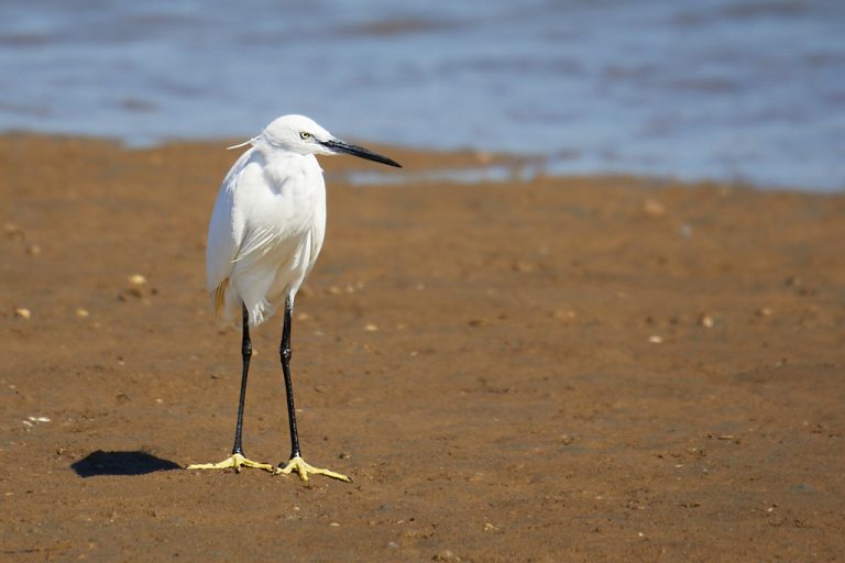 Egretta garzetta - Garceta común