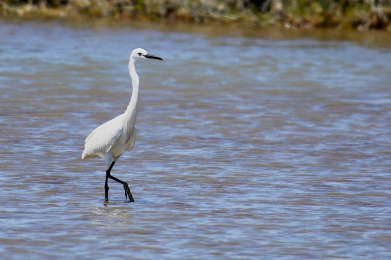 Egretta garzetta - Garceta común