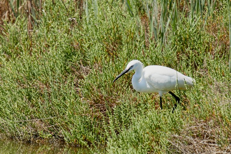 Egretta garzetta - Garceta común