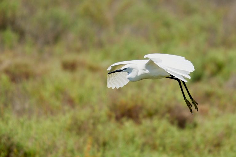 Egretta garzetta - Garceta común