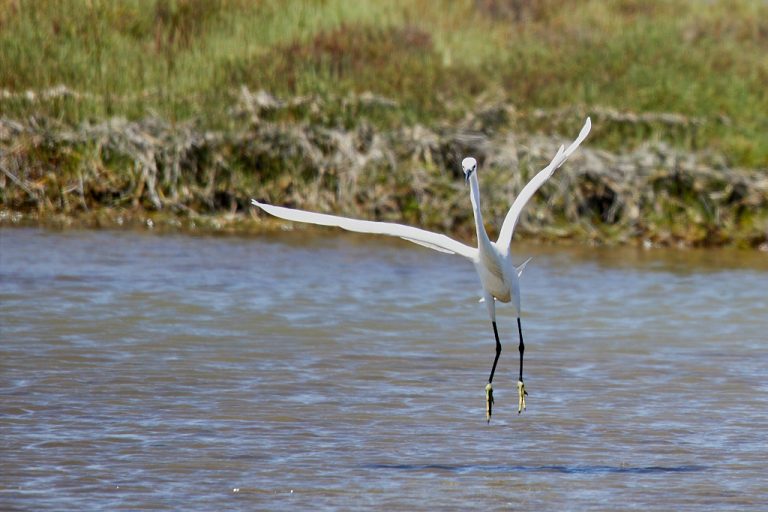 Egretta garzetta - Garceta común