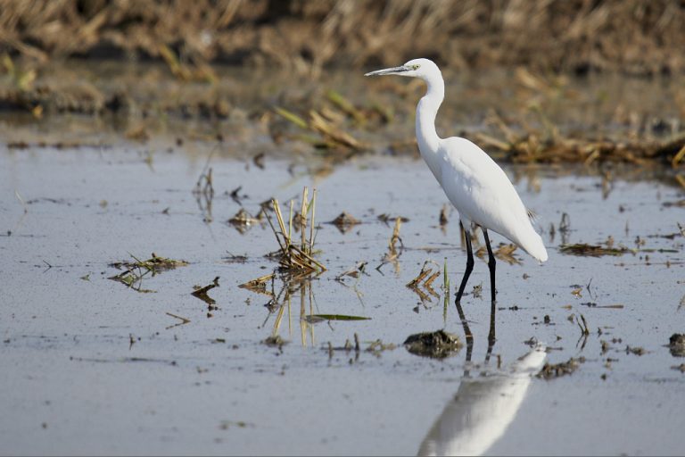 Egretta garzetta - Garceta común