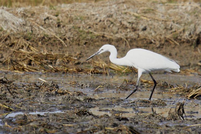 Egretta garzetta - Garceta común