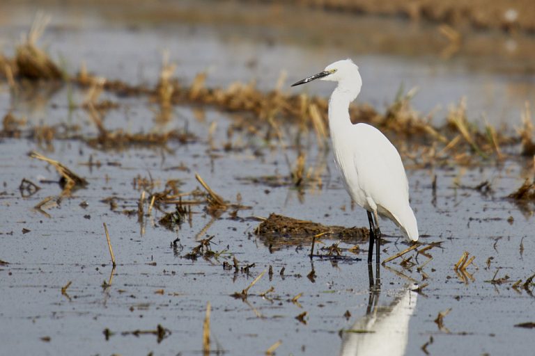 Egretta garzetta - Garceta común