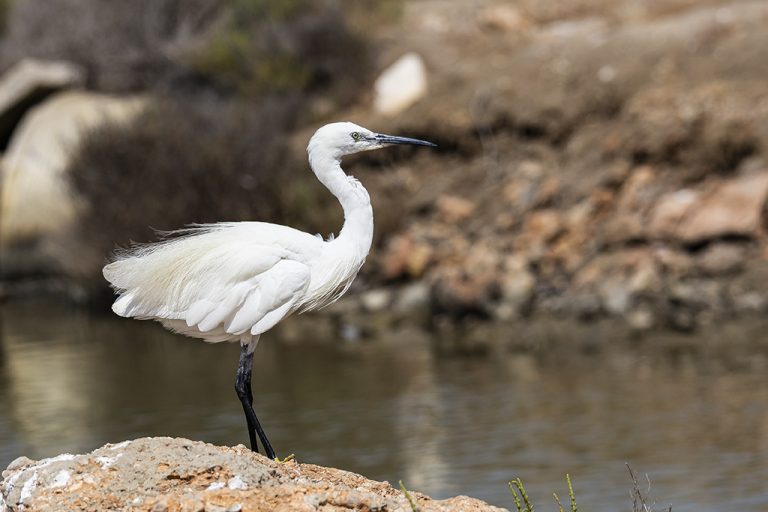 Egretta garzetta - Garceta común