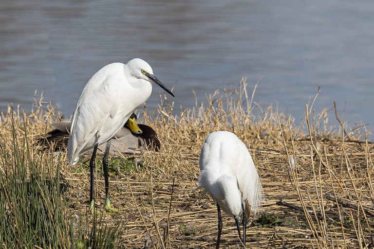 Egretta garzetta - Garceta común