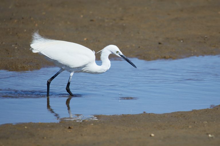 Egretta garzetta - Garceta común