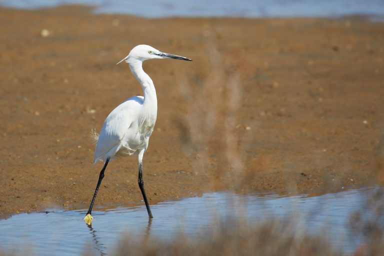 Egretta garzetta - Garceta común